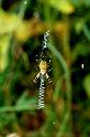 Argiope_bruennichi_P1498_Z_84_Les Gris_Frankrijk